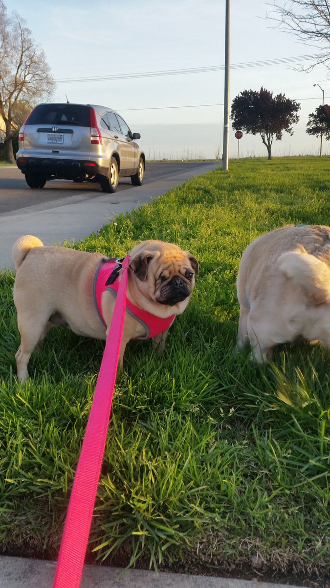 ChelseaNCharlie's tweet photo. Must we stop every 5 seconds so you can sniff something? ! https://t.co/Lbe9O9GE7y
