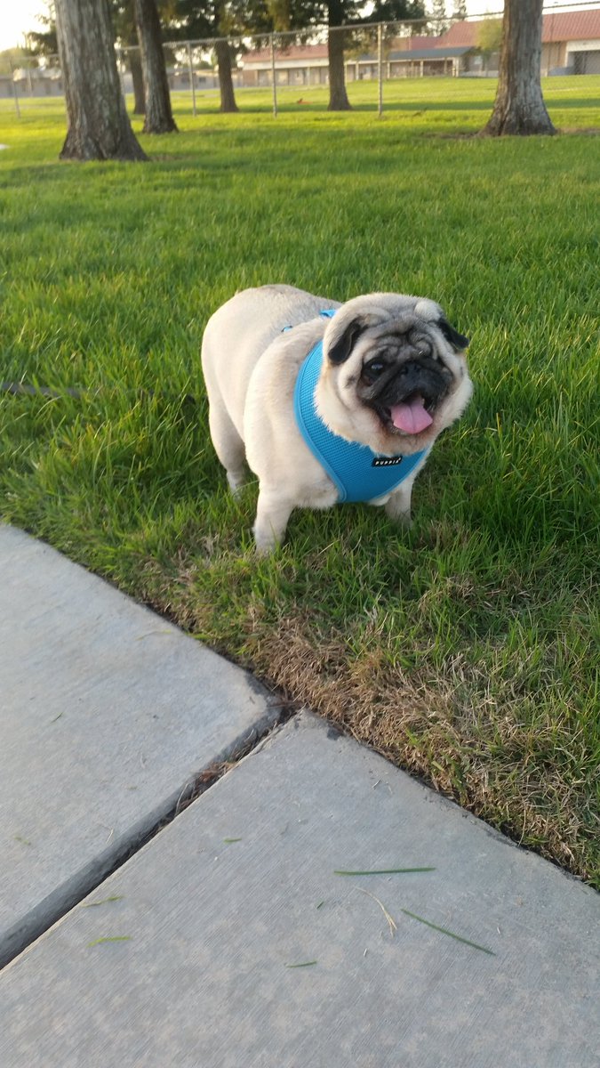 ChelseaNCharlie's tweet photo. Mom's been so busy she forgot to stop by and say Hello!!! https://t.co/y9jyALOpir