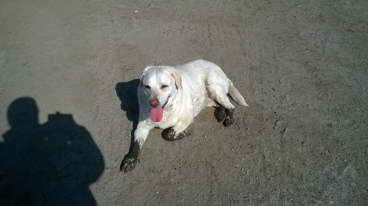 <a href="/manchesterfire/">Greater Manchester Fire and Rescue Service</a>  our multi award winning ( now retired) search dog Echo , showing the young dogs how its done.