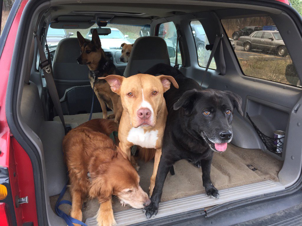 Venusnep's tweet photo. Trail run/hike with the #GPack this morning! #ilovemydogs #thispack #runnergirl #runswithdogs https://t.co/FRaGSbaaer