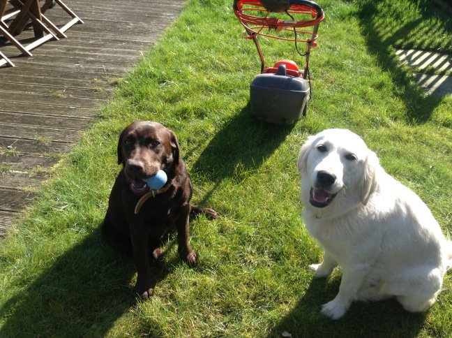 Saffronb8's tweet photo. Molly and Rosie helping dad with the garden! https://t.co/Bgve95Ml0v