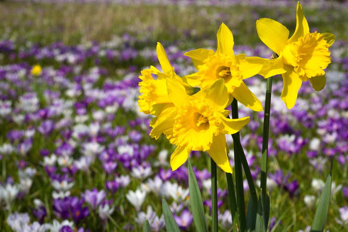 Jon Byles Hardman (@jonbyleshardman) on Twitter photo Happy spring! Warton looking lovely with Daffs&Crocuses <a href="/bbcweather/">BBC Weather</a> <a href="/BBCLancashire/">BBC Lancashire</a> <a href="/BBCWthrWatchers/">BBC Weather Watchers</a> <a href="/lovelancashire/">Love Lancashire</a> Happy spring! Warton looking lovely with Daffs&Crocuses <a href="/bbcweather/">BBC Weather</a> <a href="/BBCLancashire/">BBC Lancashire</a> <a href="/BBCWthrWatchers/">BBC Weather Watchers</a> <a href="/lovelancashire/">Love Lancashire</a>