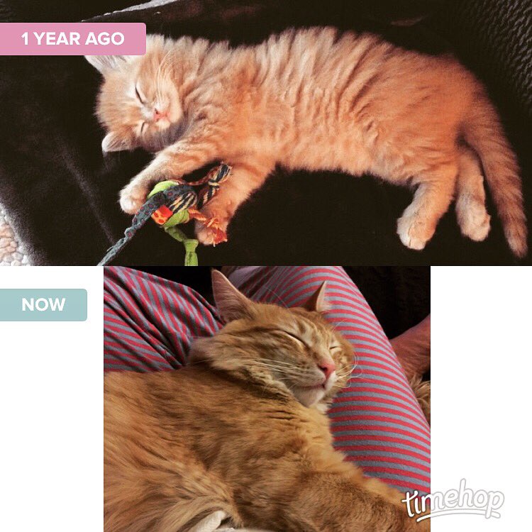 Mackthekittycat's tweet photo. Naps are great! #dreaming https://t.co/awlUbSLoem