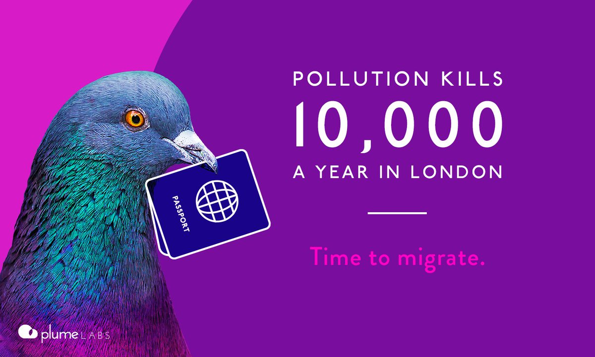 Pigeon Air Patrol tweet media