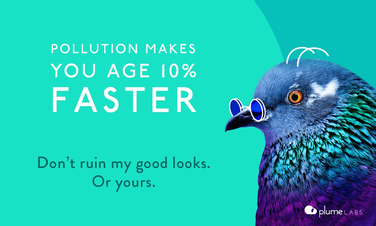 Pigeon Air Patrol tweet media