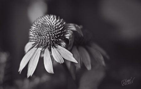 FleblancArt's tweet photo. Fine Art Prints 30 Day MBG https://t.co/kHMRfkweCU 'Incandescent Beauty - Monochrome' https://t.co/bx85j885Db https://t.co/t2wuxSYYNN