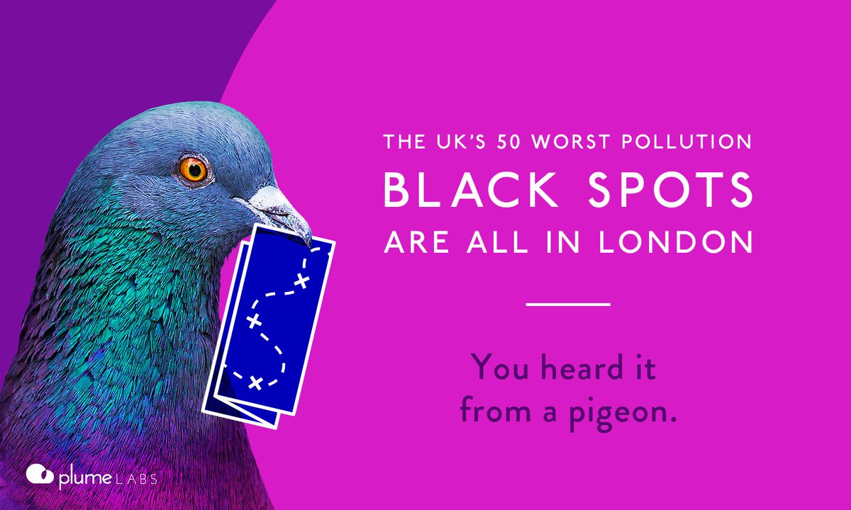 Pigeon Air Patrol tweet media