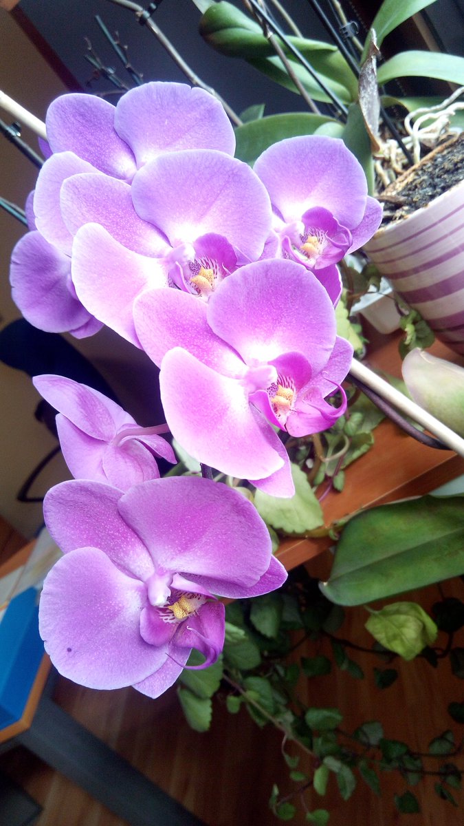 RUL_for_friends's tweet image. 👍💋💗 #SpringFever2016 # myorchids