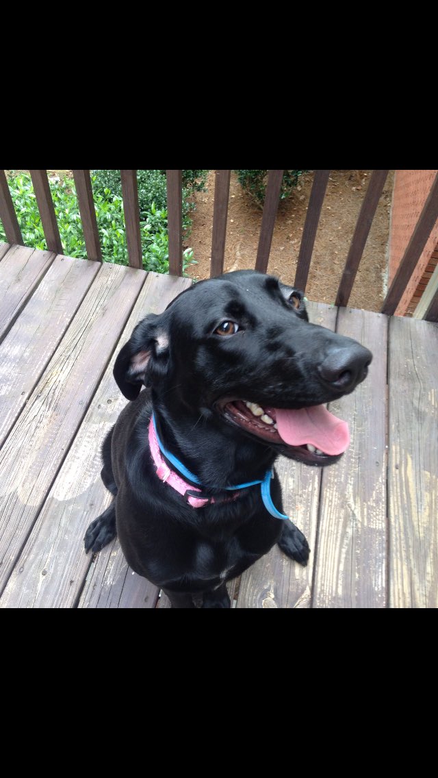 hannah_renfroe's tweet photo. my dog still hasn't come home which is weird so if anyone has seen her in the hmill area pls let me know!! 😕😕 https://t.co/qTr8iuToww