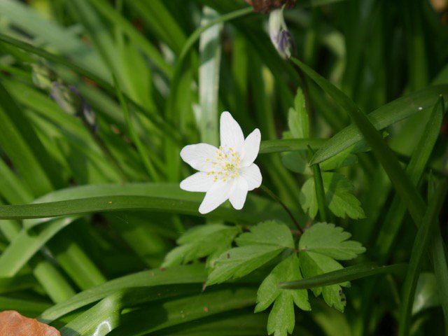 DigitalHermes's tweet photo. Join me on a guided wildflower walk at Brockholes Nature Reserve on Wed. Visit https://t.co/x6R4UW7ew4 to book. https://t.co/Tt8KliicGq