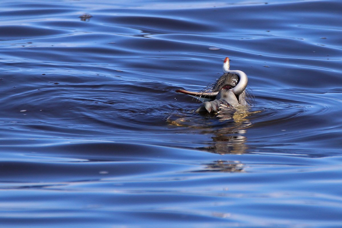 Victor Ivanov tweet media