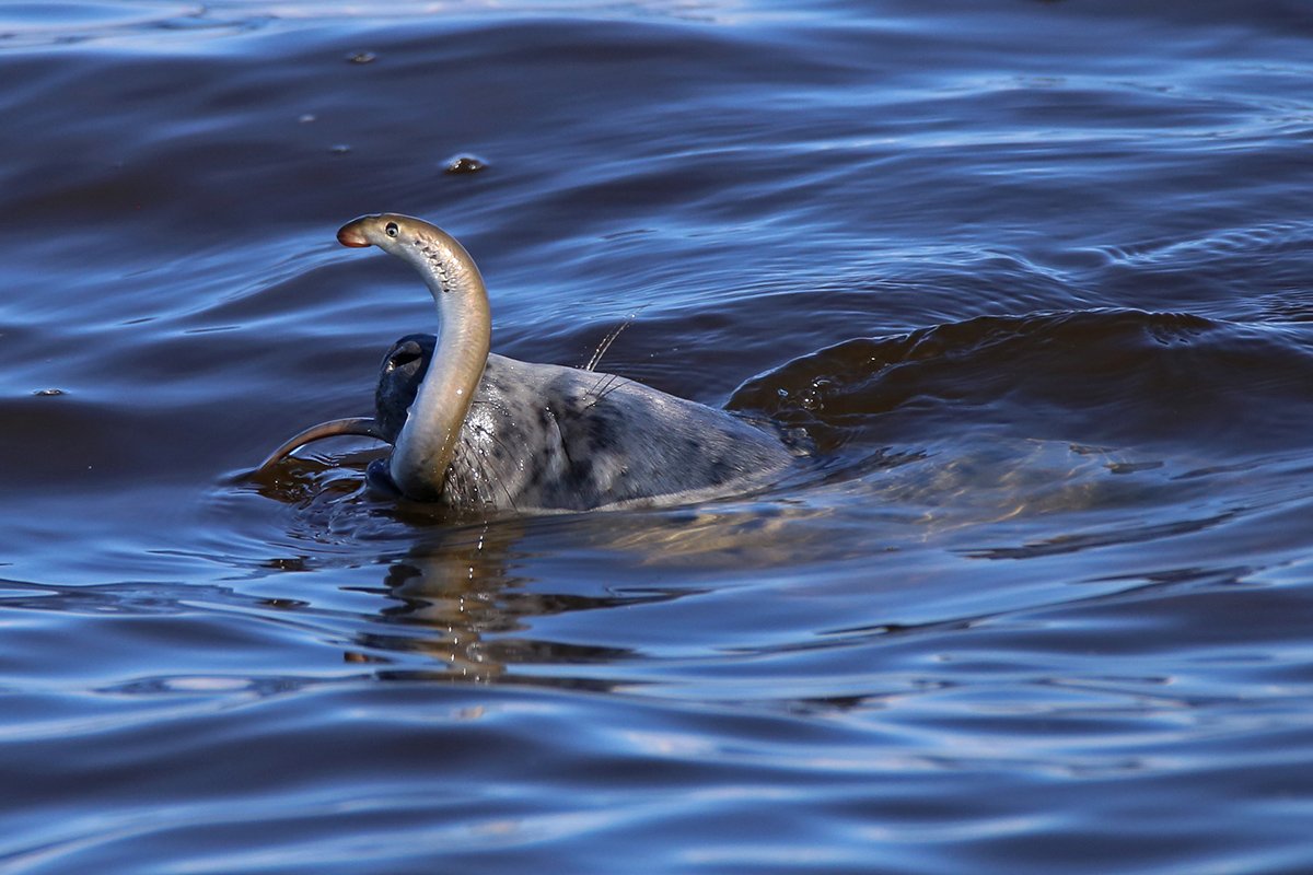 Victor Ivanov tweet media