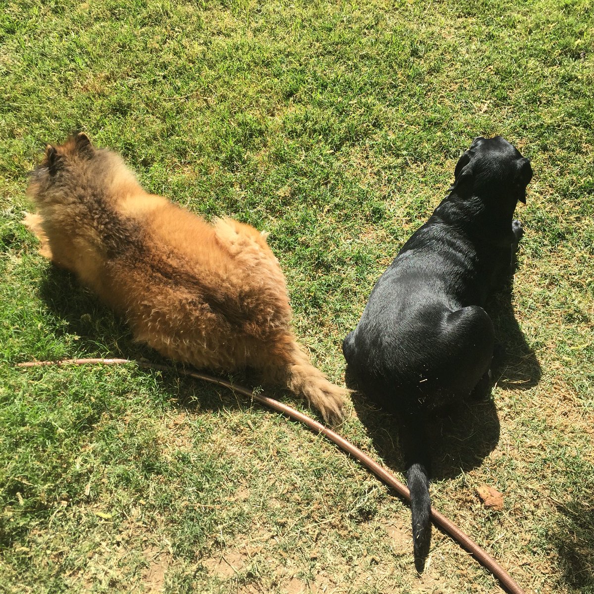 dogs_dig's tweet photo. A lazy Sunday morning. #DogsDig #DailyDog #Chow #GermanShepherd #BlackLab #DogsOfTwitter #FridaBandita #SapphoBear https://t.co/9bJHTaOJyK