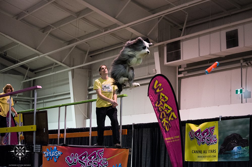 outdooractionon's tweet photo. Today is your last chance to visit the @CNSSToronto Sportsmen Show. Be sure to check out the Woof Jocks show!! #dogs https://t.co/OBgOAcowf2