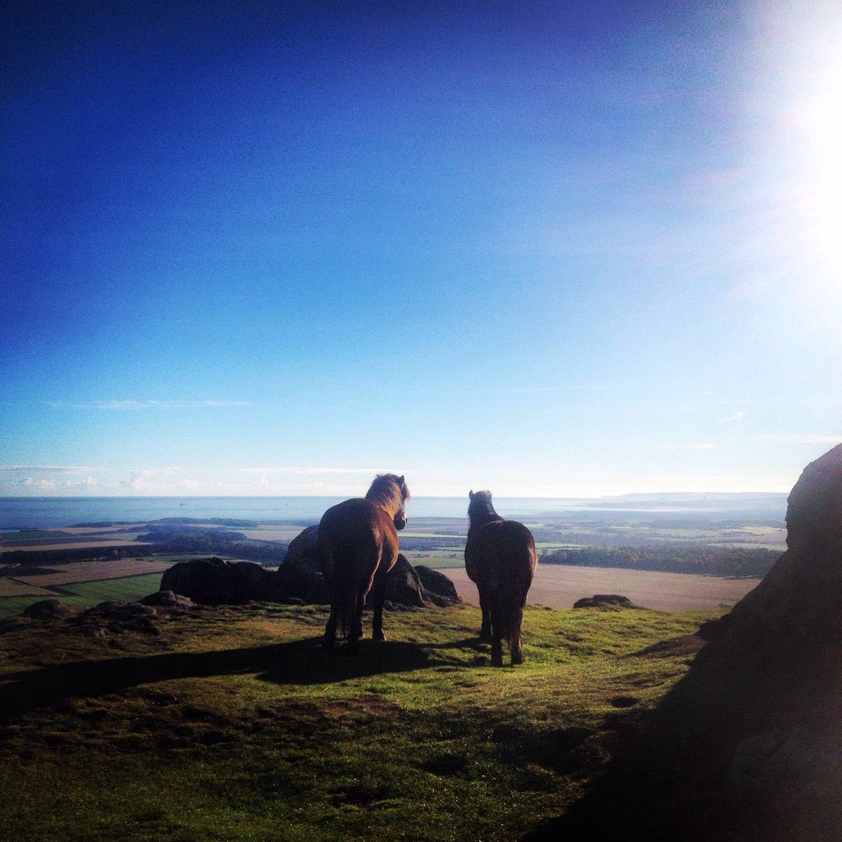 LocalEyesTours's tweet photo. #Scottish wild ponies #scotland #travel #Scotlandsunday https://t.co/9wQSj5SOOX