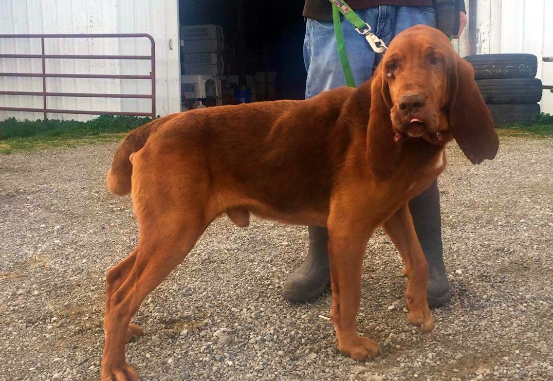 This beautiful bloodhound needs donations for his medical treatment youcaring.com/ontario-bloodh… #AdoptDontShop