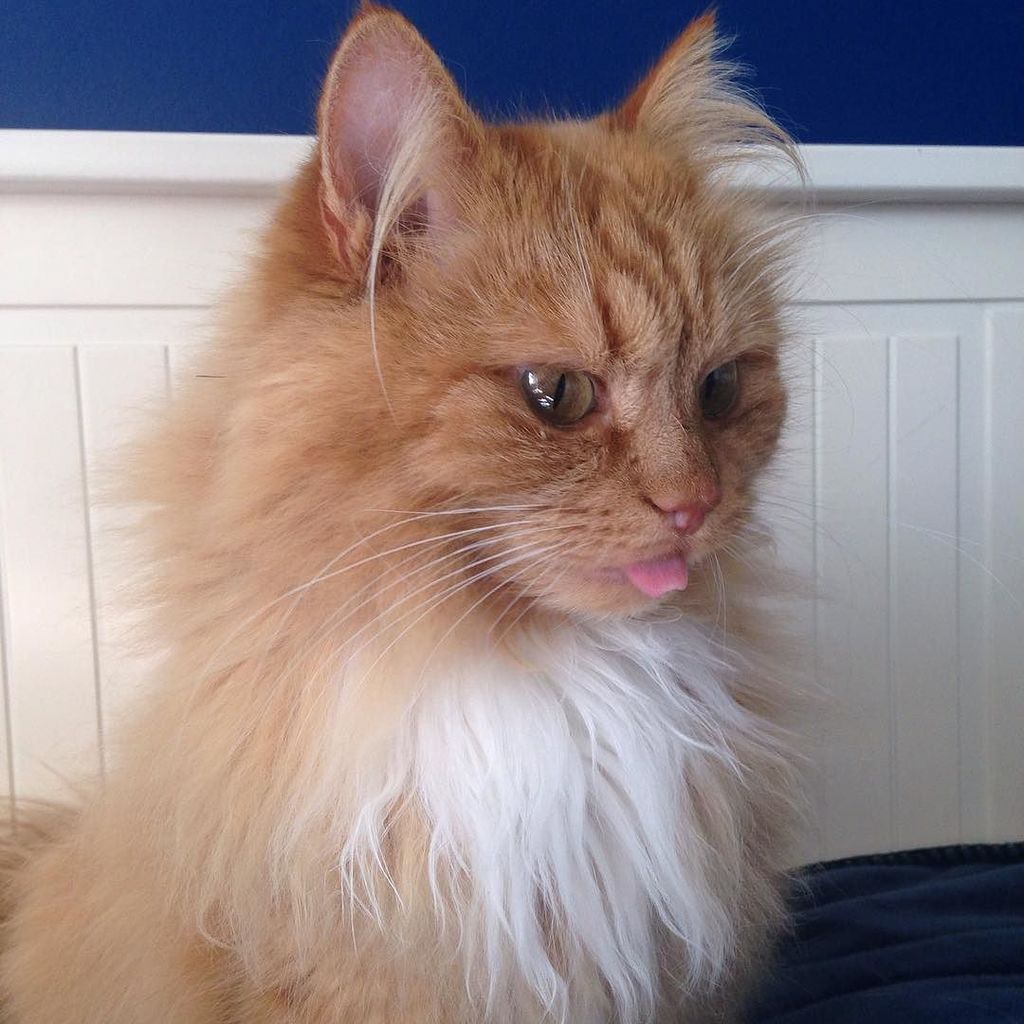 Chatchatcatcat's tweet photo. Hahaha😹 check my face❤️💞
#norwegianforestcatsofinstagram #norweigianforestcat #cat #cats #catsofword #catstagram #c… https://t.co/3rIWEglQEE