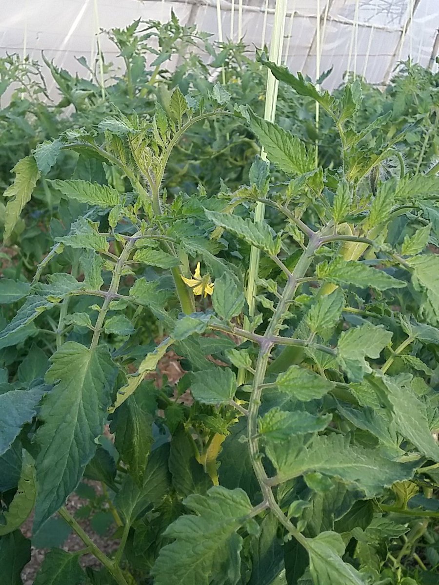 fruitacasa's tweet photo. Les primeres flors de les tomaqueres #fruitacasa https://t.co/J7cpQmvuWF
