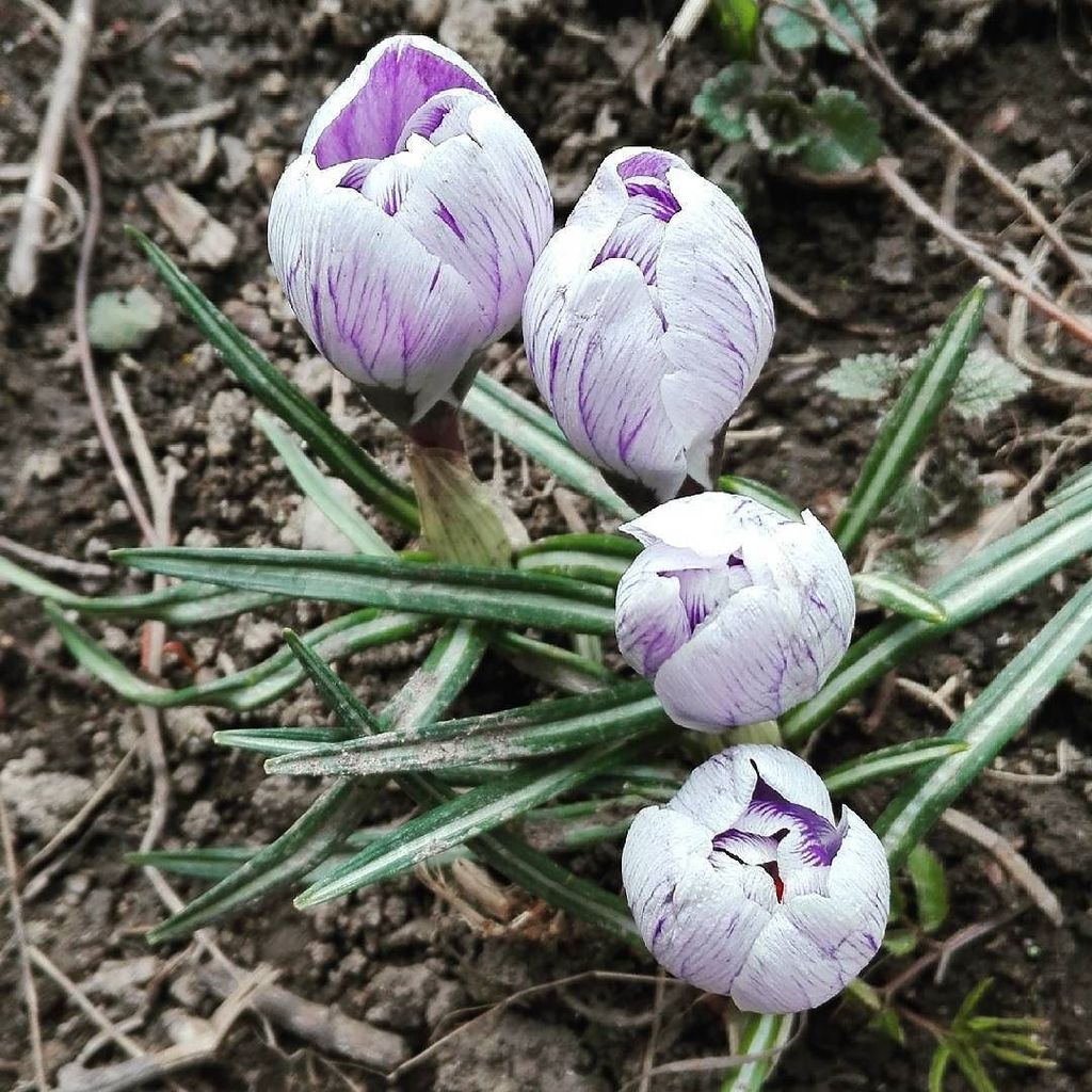 AlexaGgutierrz's tweet image. #fioletowe #krokusy #piękne #piekne #zielono #ziemia #idzie #wiosna #pierwszy #dzień #wiosny #wiosnyy #photoinsta #…