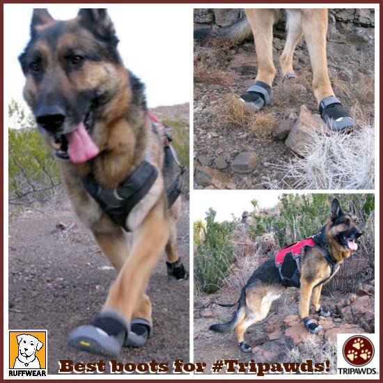Tripawds's tweet photo. He ran, climbed &amp; hiked. And his paws stayed safe @ruffwear did it again! #Tripawd #GripTrex https://t.co/9joUkzTxs5 https://t.co/annyTJ50r5