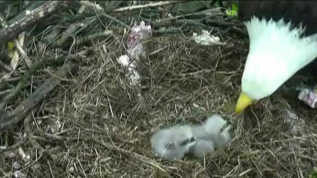 WTAE's tweet image. Video:  2nd eaglet hatches at National Arboretum bit.ly/1ZgRz0G