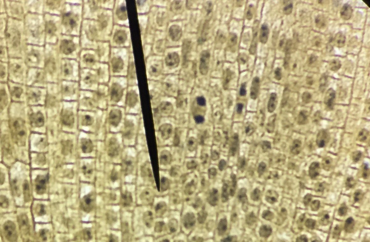 Zaymister7's tweet photo. A cell of an onion root tip undergoing telophase @UNKBiol106AC #CummingsWeek10 https://t.co/0W47tG79Ky