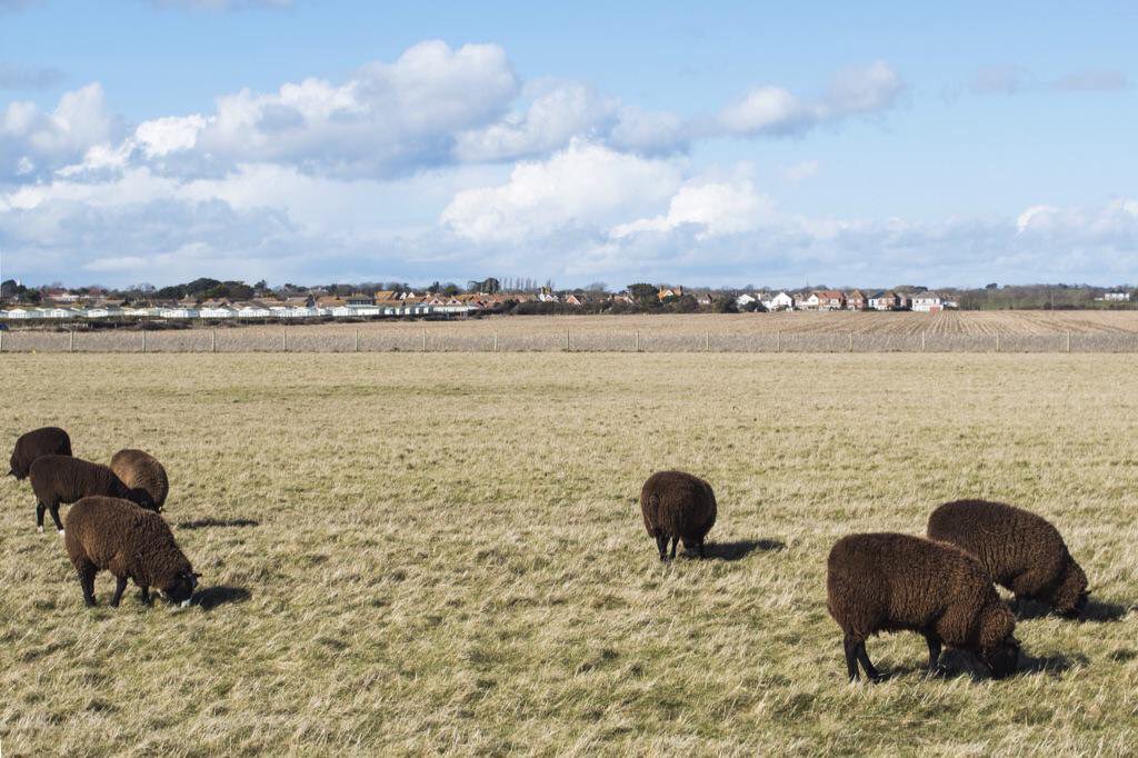 laurararaa's tweet photo. A year ago I shot these at @lisalarder @Morganfarmers for my #localfood project, I want to see the lambs this year?! https://t.co/isedCqEjxW