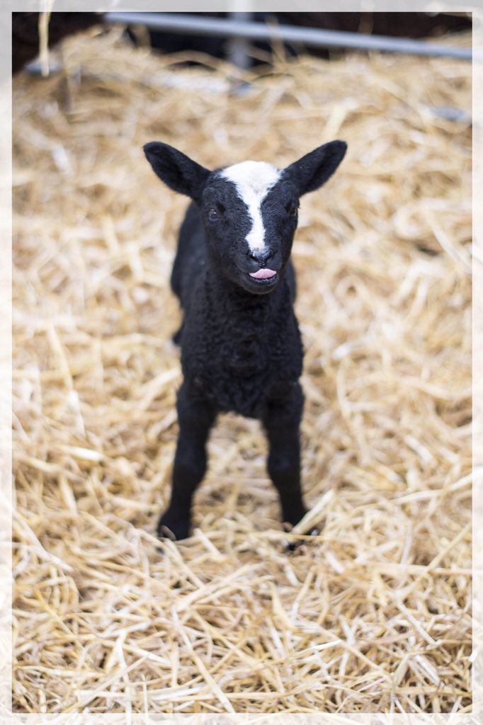 laurararaa's tweet photo. A year ago I shot these at @lisalarder @Morganfarmers for my #localfood project, I want to see the lambs this year?! https://t.co/isedCqEjxW