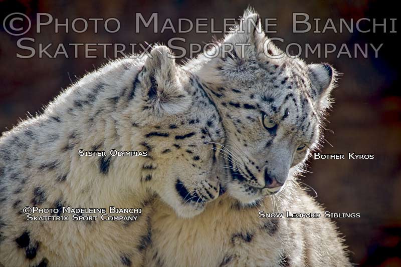 photojicky's tweet photo. SNOW LEOPARD BABY KYROS VIDEO
https://t.co/9p5fgddSPy
#BigCatVideo #Download #VideoClip #WildlifeVideo #SnowLeopard https://t.co/MrdO55l5D1