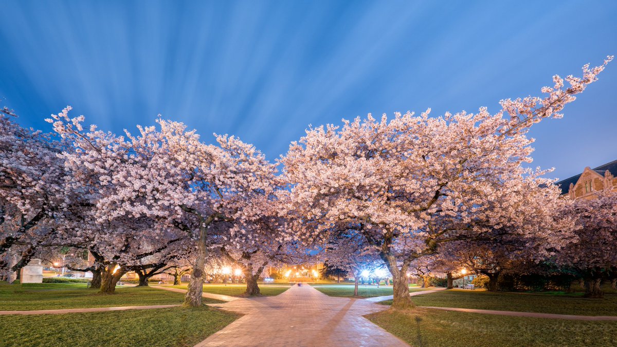 sigmas's tweet image. Happy first day of #spring! Cherry Blossoms at @UW last night. 
#SpringEquinox #SpringFever2016 #Seattle