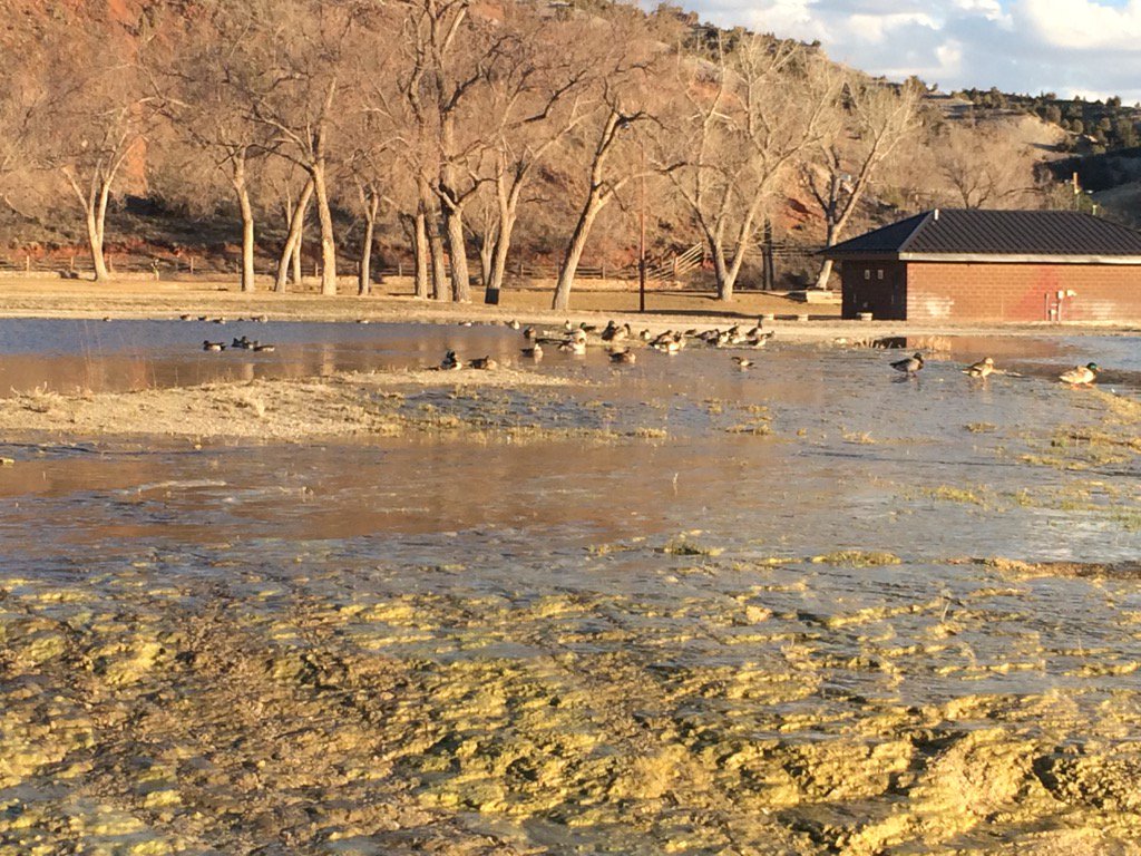 JaceCussins's tweet photo. #wyobirds2016 https://t.co/kiyRTlfU50