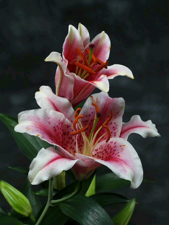 <a href="/habibisilvia/">Silvia P.</a> Happy Birthday my dear friend! Much love and happiness on this so special day! ♡🌷🎂🌷♡