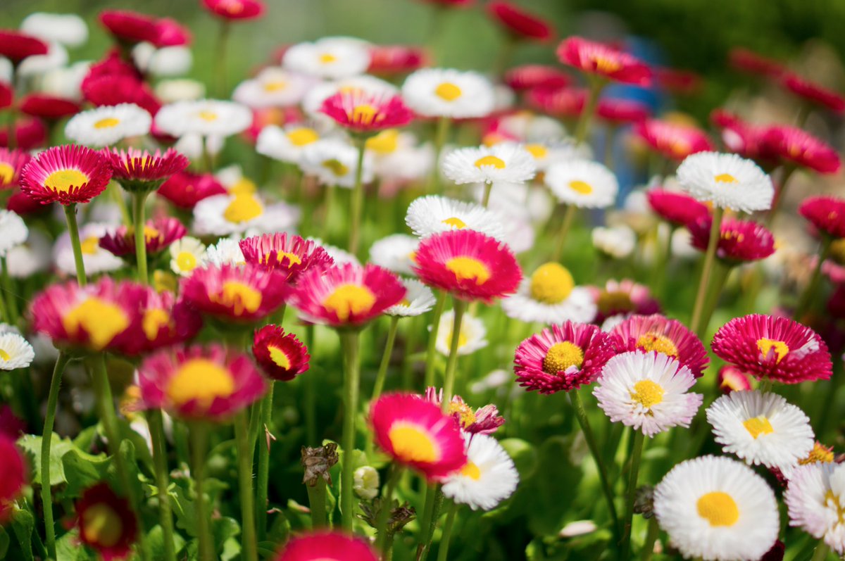 amplii_co's tweet photo. It's #InternationalDayOfHappiness and the 1st day of Spring. Get outside! Have fun! Be nice to a stranger! Go! https://t.co/QOSYSR6UZn