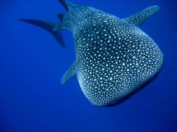 chachibichos's tweet photo. Tiburón Ballena (Rhincodon typus) https://t.co/h4AQh9lBg4