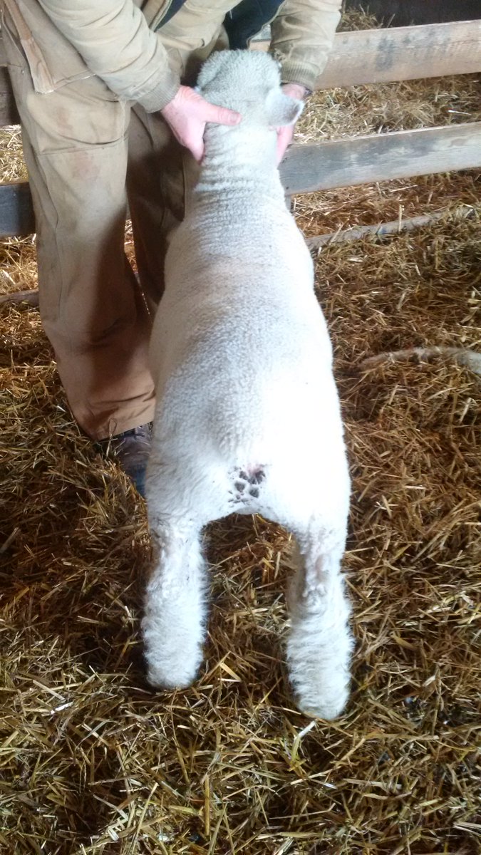 If this is the wrong style of Dorset ram to produce, I don't want to breed the right style. 35 KG at 47 Days old.