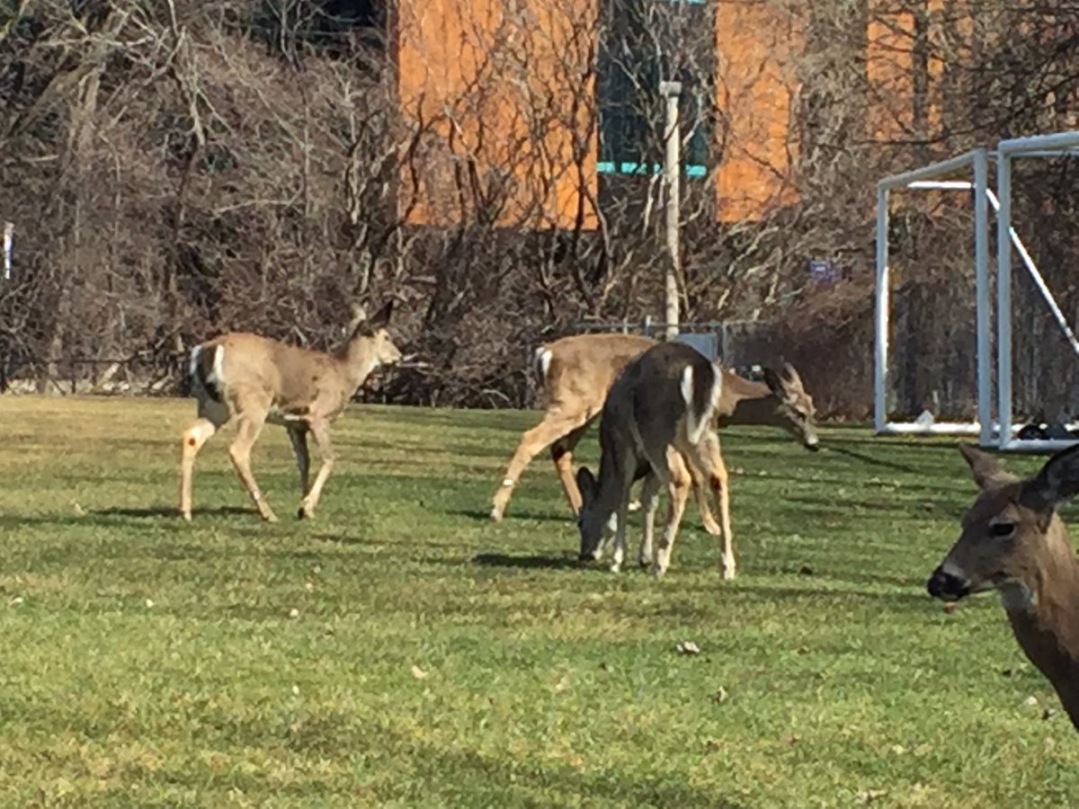 utmeeu's tweet photo. Resident deer came out for #UTMMarchBreak today! @UTMFuture @UofTMississauga https://t.co/kIhvSvjGlJ