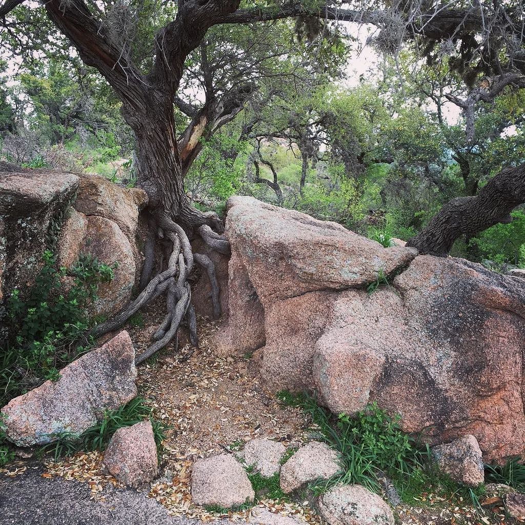 TheKurtzCorner's tweet photo. Found this cool little tree exploring #enchantedrock yesterday. 🌿☀️ #travel #travelgram #traveling #explore #newadv… https://t.co/bA1UhkqYRW