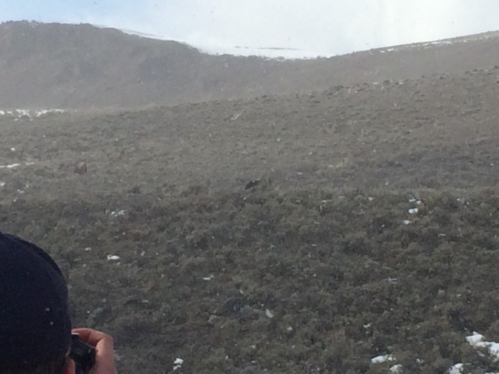 JaceCussins's tweet photo. Can't really see them but there are some rosy finches in this picture #wyobirds2016 https://t.co/0ozZbZVcvH