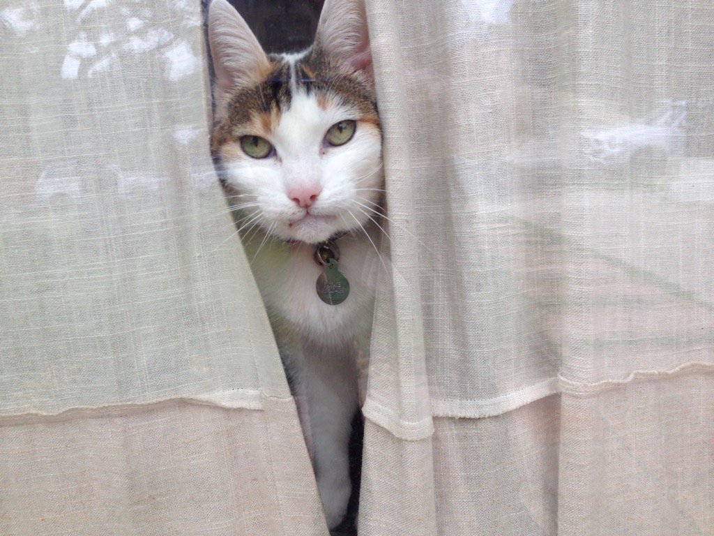 ThePetConcierge's tweet photo. @marinaomi https://t.co/rcIpckiR8x