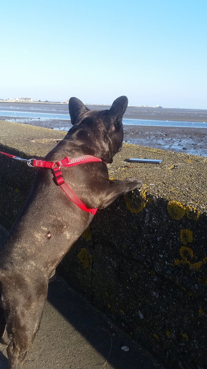 Ricarcin84's tweet image. Busy day today #park n #beach #frenchbulldog #frenchie #dublin #ireland @frenchbull @DogsofDub @FrenchieNews  🐕🐶