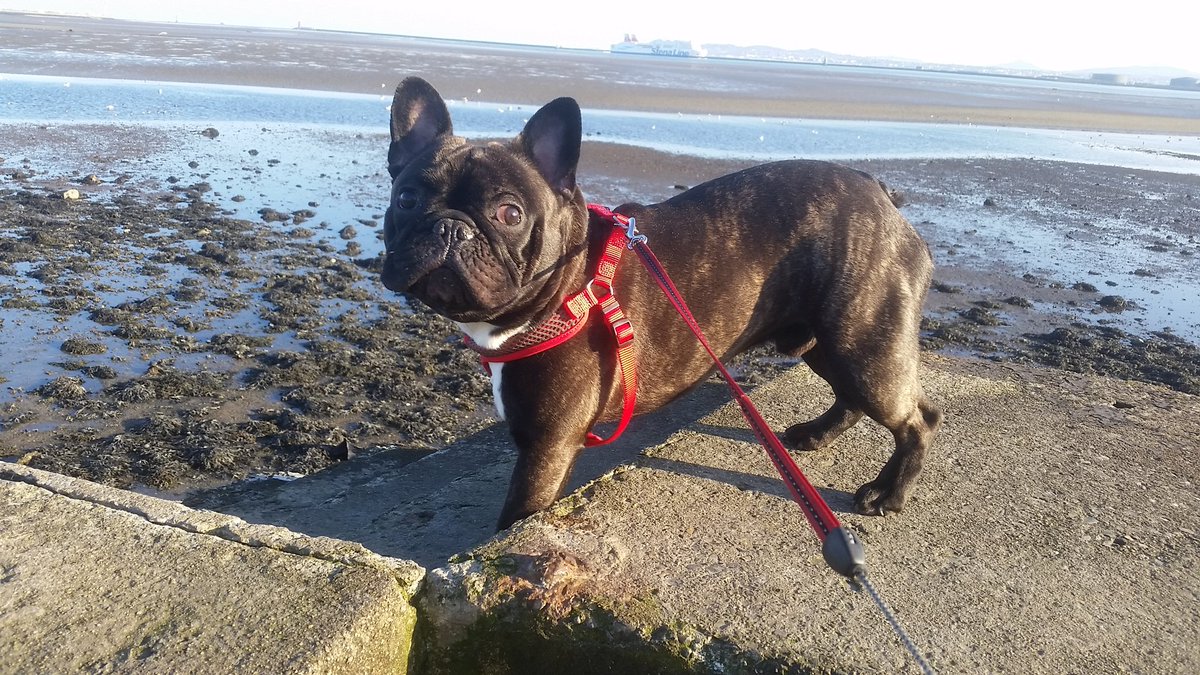 Ricarcin84's tweet image. Busy day today #park n #beach #frenchbulldog #frenchie #dublin #ireland @frenchbull @DogsofDub @FrenchieNews  🐕🐶