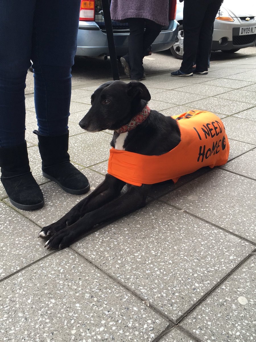 Sam_Knight18's tweet image. Suzy is a gorgeous gentle girl. Could you be her happy ending 🐾🐾😍  @Suzy_FFH