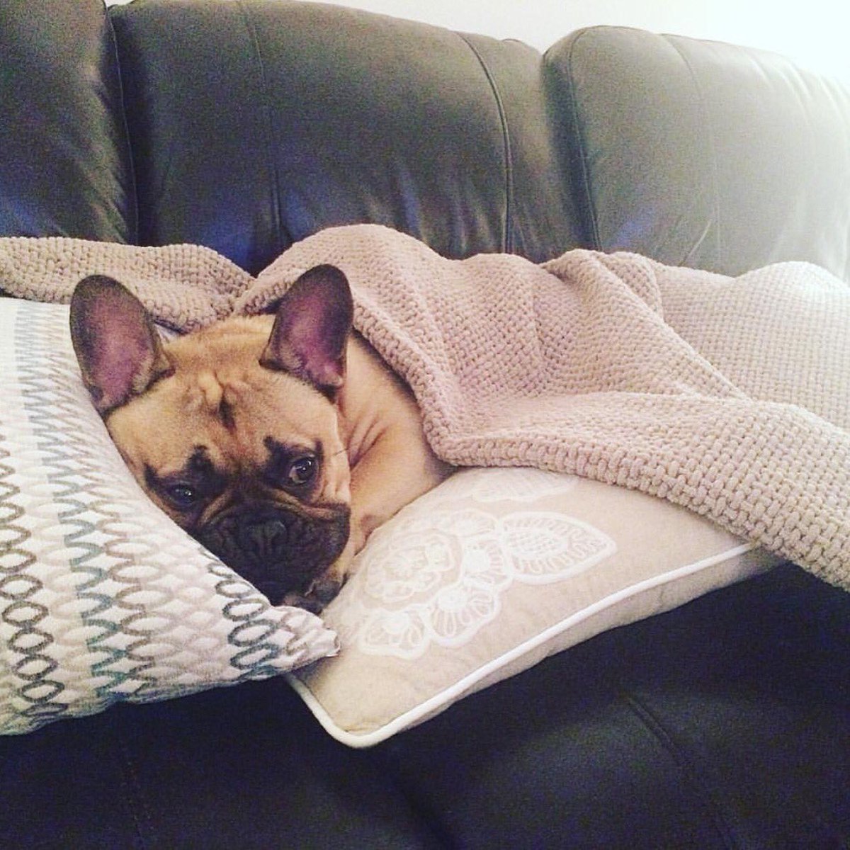 Frenchie_rescue's tweet photo. #publicholiday tomorrow - I'm staying up late! #sleep tight #Frenchies β€οΈ #FBNROSA #HumanRightsDay https://t.co/TZDJYkoLkg