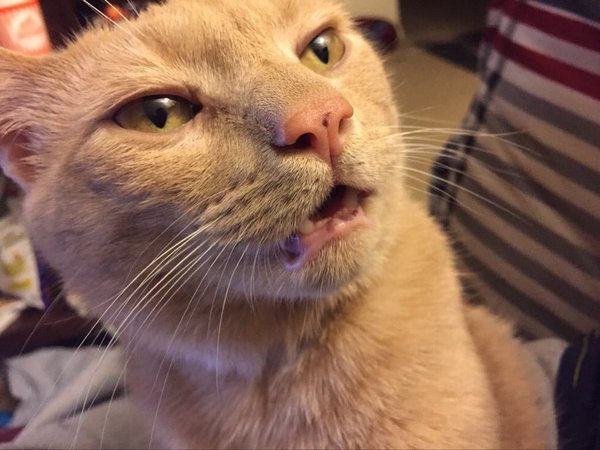 9GAG's tweet photo. When you're about to say something but then decide it's not worth the effort https://t.co/Duya9wTpkA