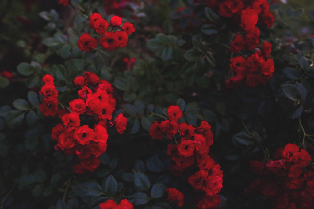 linncortes's tweet photo. "La primavera de tus labios quiero que vuelva a ser pa' mi 
La primavera de tus labios llena de flores mi jardín" https://t.co/mkO4G05GRD