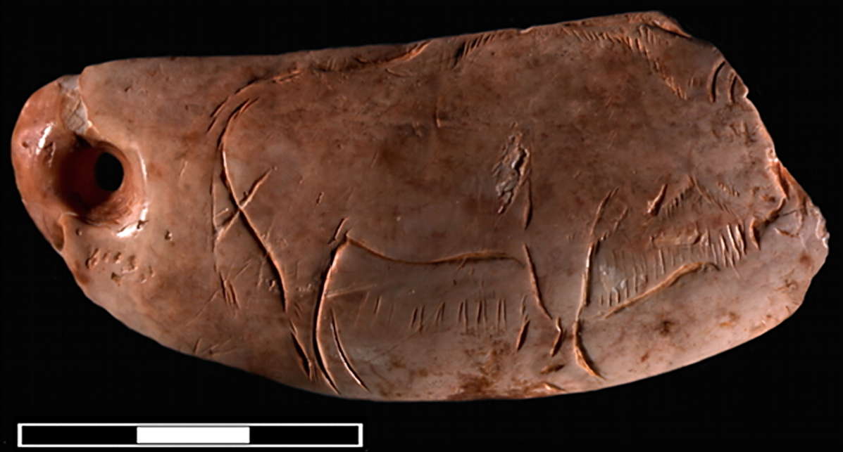Bison carved on a sperm whale tooth about 13,400 years ago near the coast of northern Spain - from Las Caldas Cave.