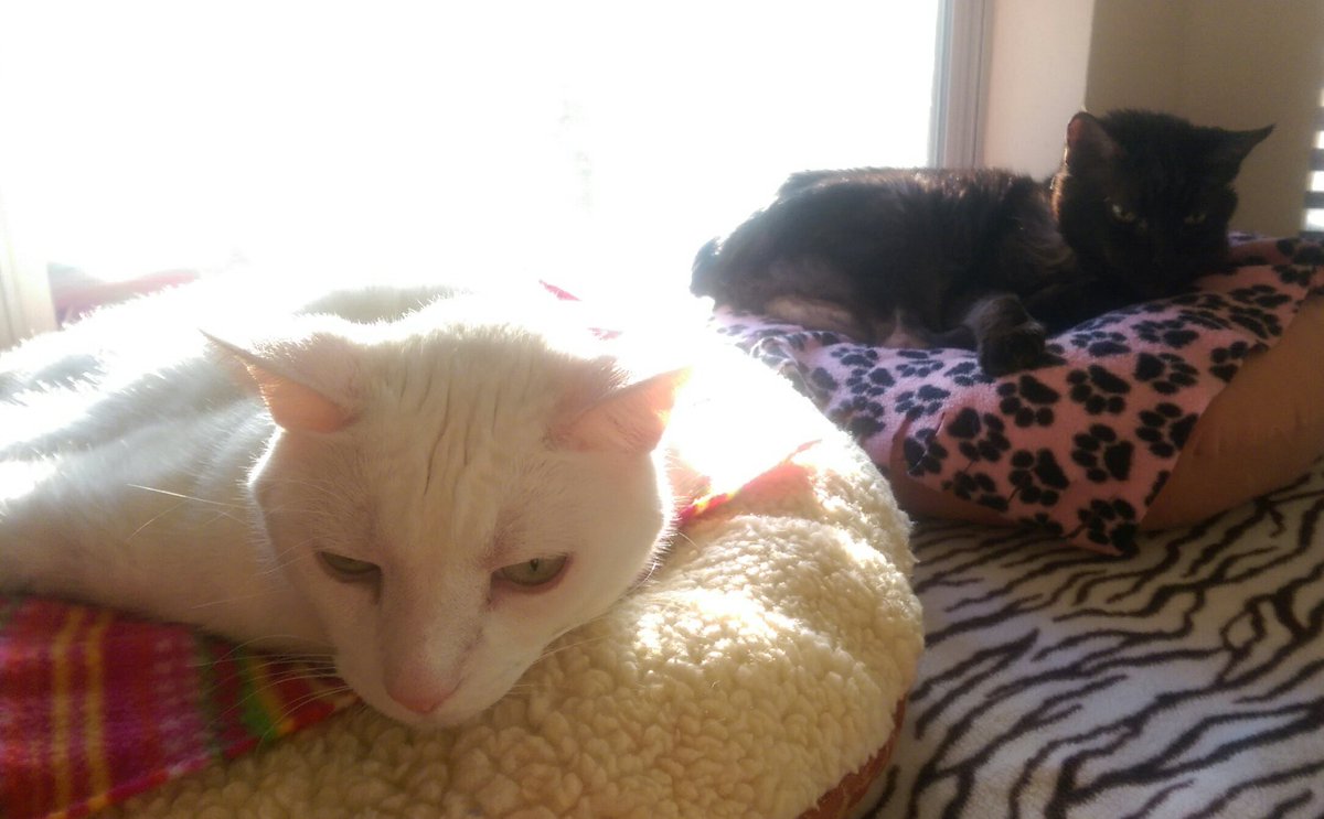 purrjamm's tweet photo. #SelfieSunday #SundayFunday ##Greysonthemanx @mister_chivers #PalmSunday #CatsOfTwitter #catboxsunday #cute #cats https://t.co/kZwSv71cAB
