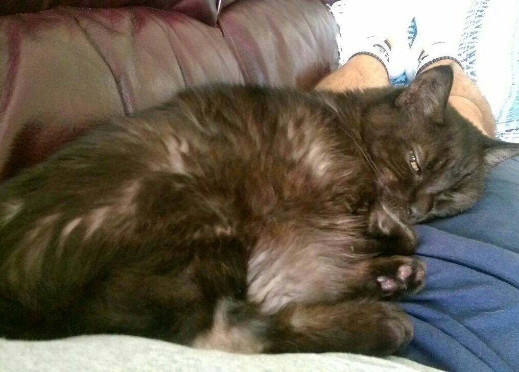 purrjamm's tweet photo. No dad you can't get up yet #SelfieSunday #SundayFunday #lazysunday ##Greysonthemanx #catboxsunday  #cutecats https://t.co/SZy0ZibXqd