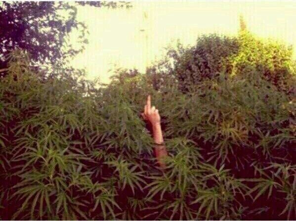 "Quit smoking weed"

Me: