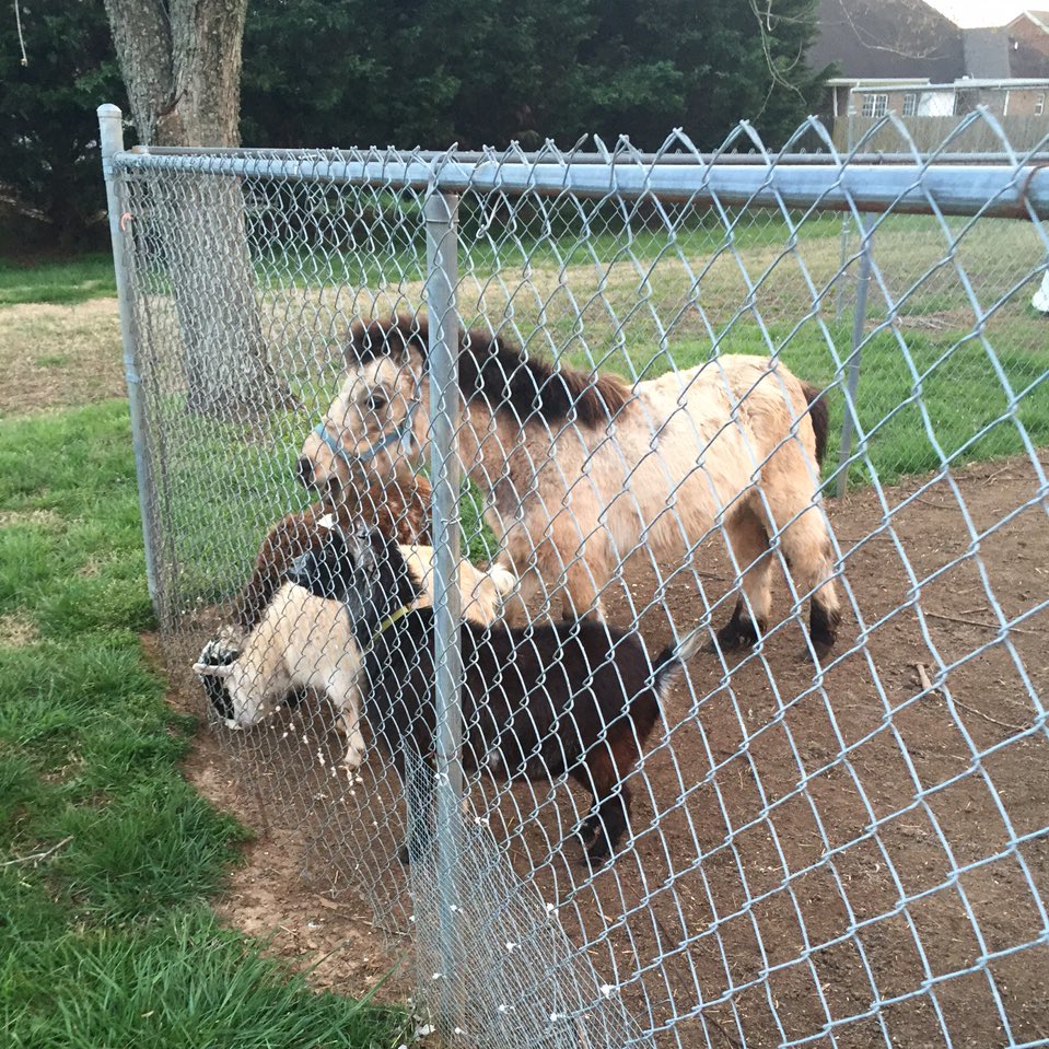 Photo: Mt. Juliet Police